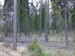 Kilpailumaasto on vielä hiljainen.